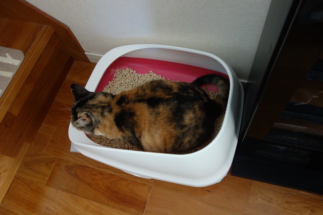 f:id:hiraryo0201:20171113211532j:plain f:id:hiraryo0201:20171113211532j:plain