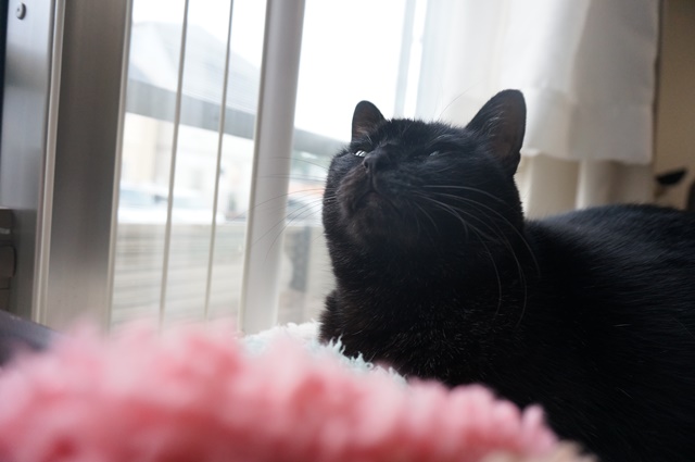 f:id:hiraryo0201:20171113211552j:plain f:id:hiraryo0201:20171113211552j:plain