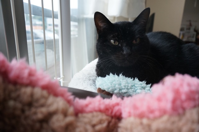 f:id:hiraryo0201:20171113211611j:plain f:id:hiraryo0201:20171113211611j:plain