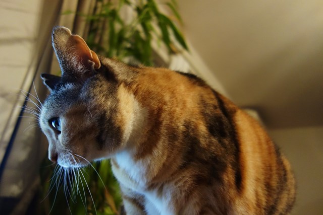 f:id:hiraryo0201:20171113211942j:plain