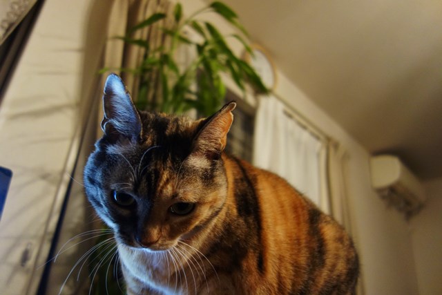 f:id:hiraryo0201:20171113211947j:plain