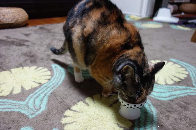 f:id:hiraryo0201:20171113213129j:plain