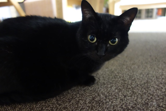 f:id:hiraryo0201:20171113213135j:plain