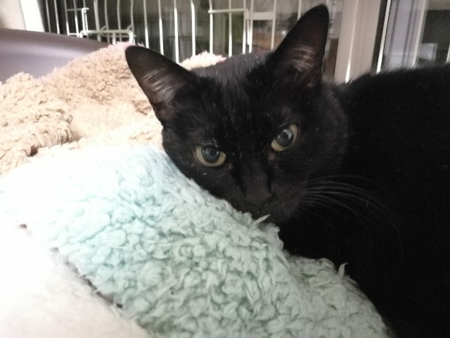 f:id:hiraryo0201:20171121080400j:plain f:id:hiraryo0201:20171121080400j:plain