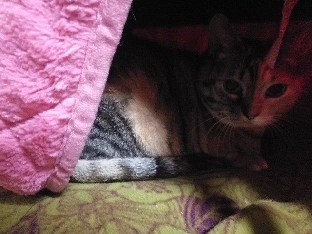 f:id:hiraryo0201:20171121080802j:image f:id:hiraryo0201:20171121080802j:image