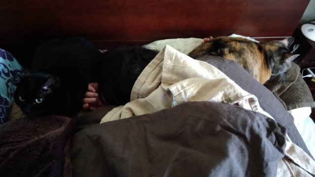 f:id:hiraryo0201:20171127210640j:plain f:id:hiraryo0201:20171127210640j:plain