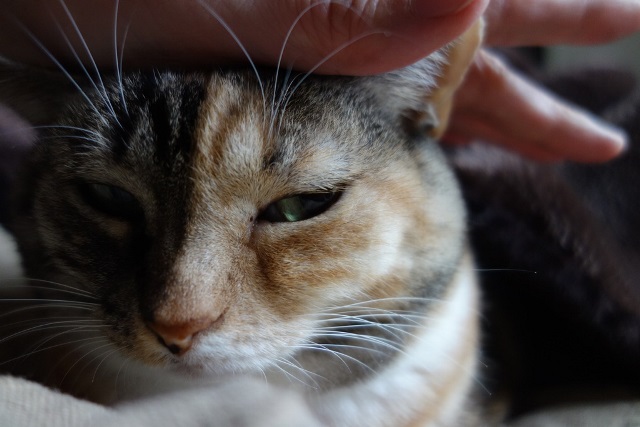 f:id:hiraryo0201:20171127221435j:plain