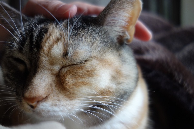 f:id:hiraryo0201:20171127221444j:plain