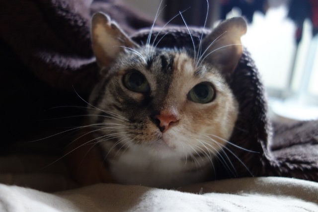 f:id:hiraryo0201:20171127221459j:plain