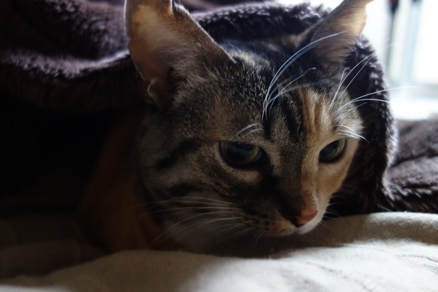 f:id:hiraryo0201:20171127221507j:plain