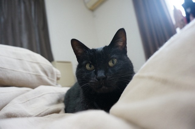 f:id:hiraryo0201:20171127222246j:plain f:id:hiraryo0201:20171127222246j:plain