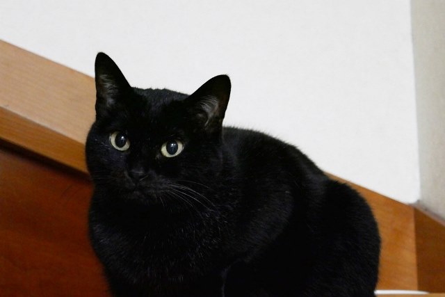 f:id:hiraryo0201:20171127222326j:plain f:id:hiraryo0201:20171127222326j:plain