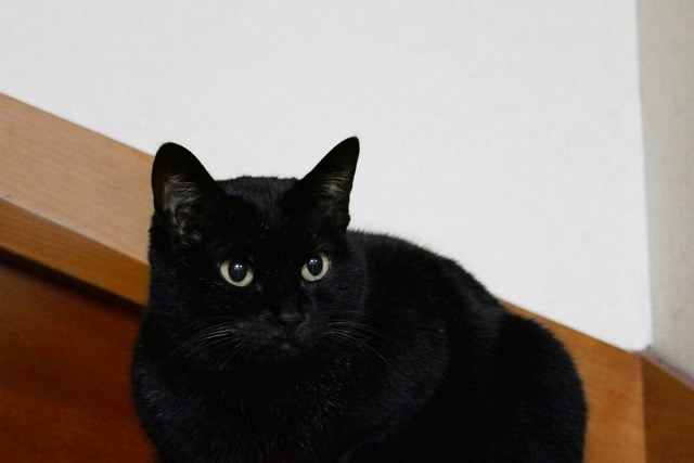 f:id:hiraryo0201:20171127222336j:plain f:id:hiraryo0201:20171127222336j:plain