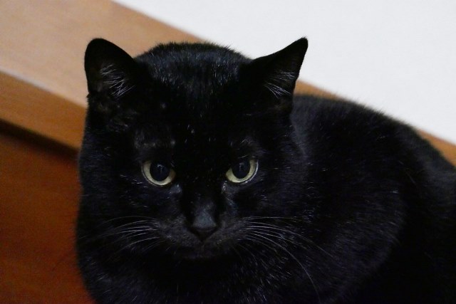 f:id:hiraryo0201:20171127222349j:plain f:id:hiraryo0201:20171127222349j:plain