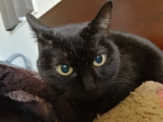 f:id:hiraryo0201:20171128122039j:image f:id:hiraryo0201:20171128122039j:image