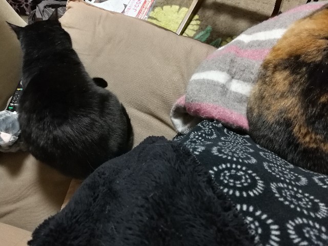 f:id:hiraryo0201:20171128122732j:image