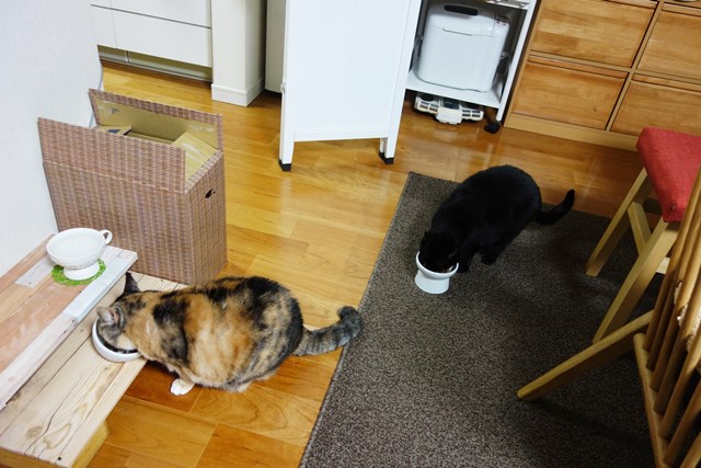 f:id:hiraryo0201:20171203154832j:plain f:id:hiraryo0201:20171203154832j:plain