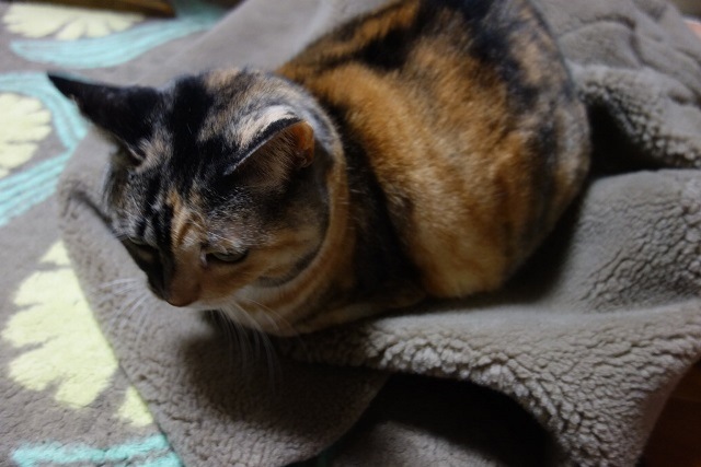 f:id:hiraryo0201:20171203164656j:plain f:id:hiraryo0201:20171203164656j:plain