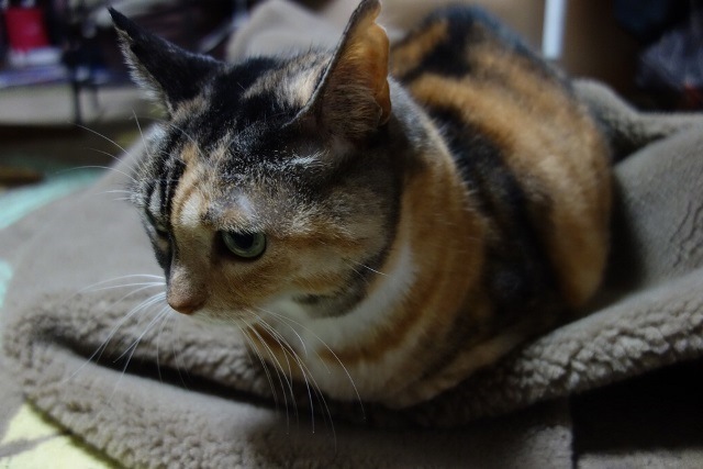 f:id:hiraryo0201:20171203164718j:plain f:id:hiraryo0201:20171203164718j:plain