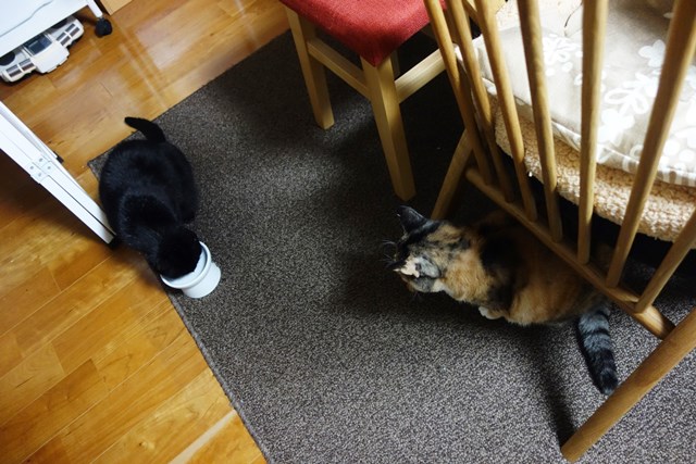 f:id:hiraryo0201:20171203165848j:plain f:id:hiraryo0201:20171203165848j:plain