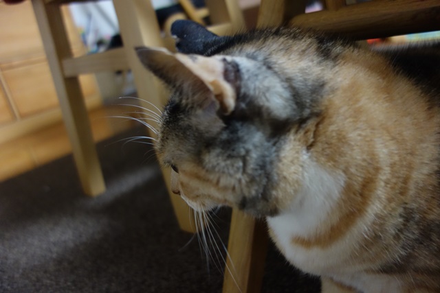 f:id:hiraryo0201:20171203165856j:plain f:id:hiraryo0201:20171203165856j:plain