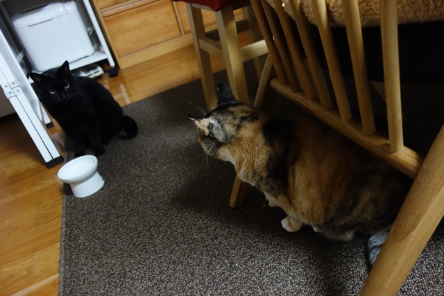 f:id:hiraryo0201:20171203165904j:plain f:id:hiraryo0201:20171203165904j:plain