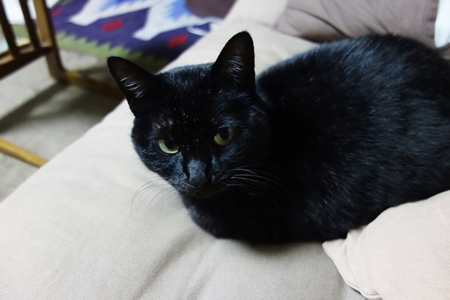 f:id:hiraryo0201:20171203165910j:plain f:id:hiraryo0201:20171203165910j:plain