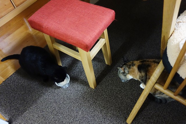 f:id:hiraryo0201:20171203165918j:plain f:id:hiraryo0201:20171203165918j:plain