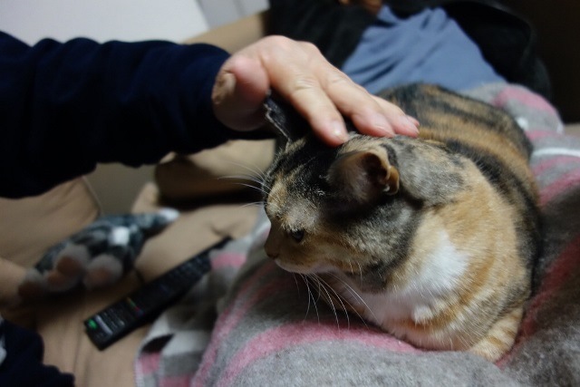 f:id:hiraryo0201:20171203171623j:plain