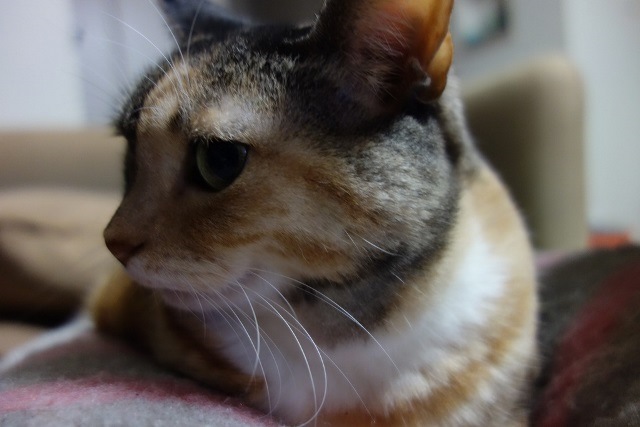 f:id:hiraryo0201:20171203171633j:plain