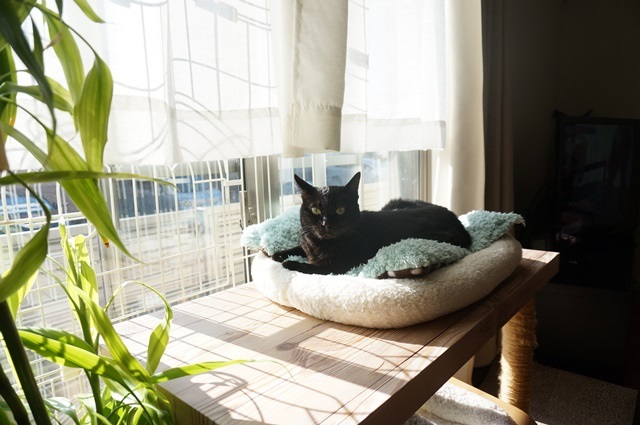 f:id:hiraryo0201:20171205225551j:plain