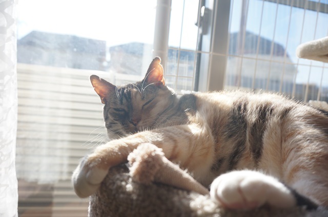 f:id:hiraryo0201:20171205225604j:plain