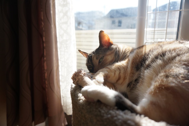 f:id:hiraryo0201:20171205225622j:plain