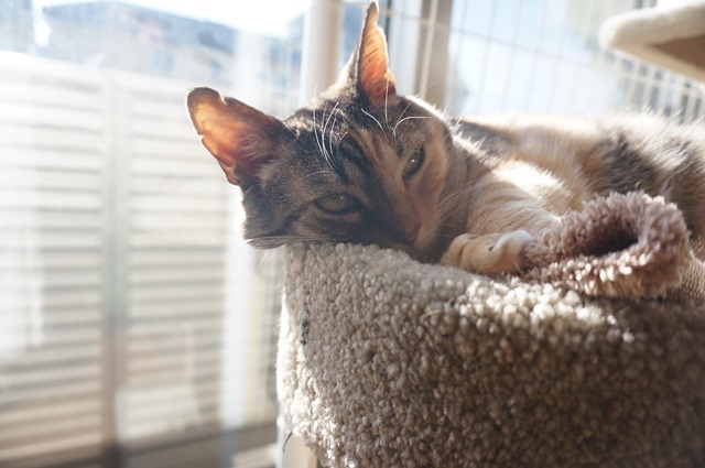 f:id:hiraryo0201:20171205225635j:plain