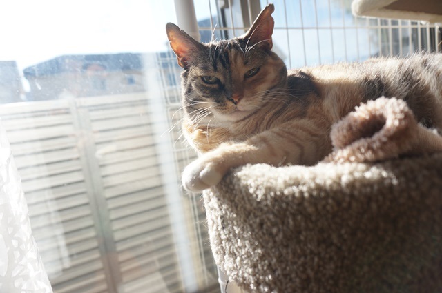 f:id:hiraryo0201:20171205225744j:plain