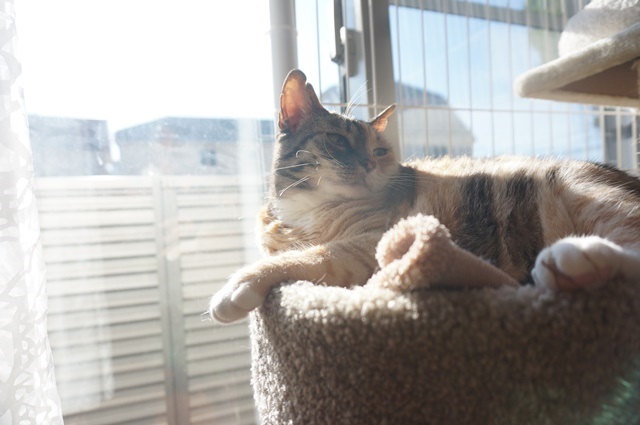 f:id:hiraryo0201:20171205225753j:plain