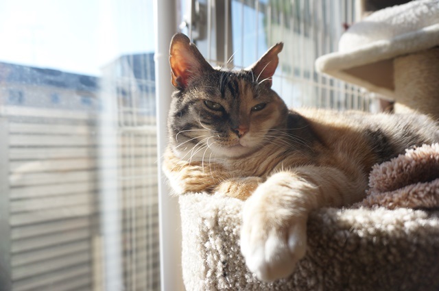 f:id:hiraryo0201:20171205225815j:plain