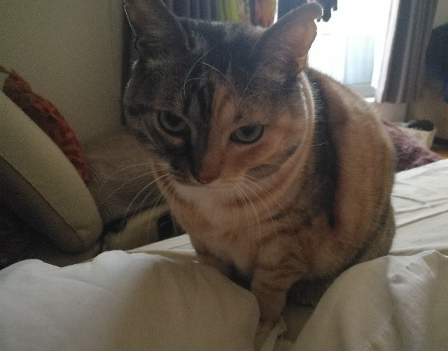 f:id:hiraryo0201:20171206205500j:image