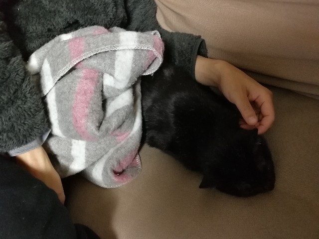 f:id:hiraryo0201:20171211080514j:image