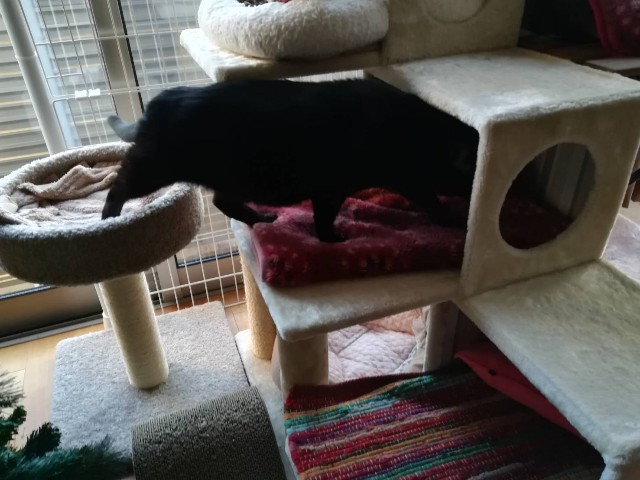 f:id:hiraryo0201:20171214192959j:image