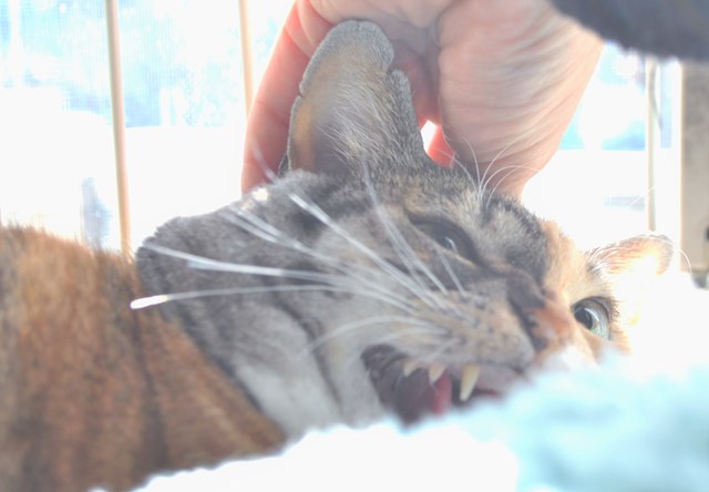 f:id:hiraryo0201:20171216162837j:plain