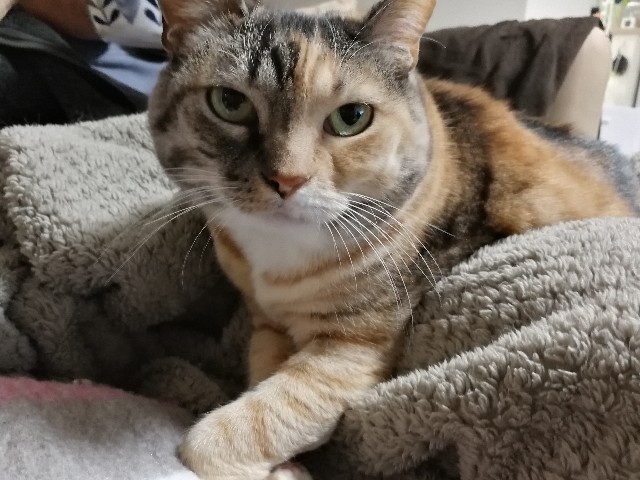 f:id:hiraryo0201:20171217100338j:image