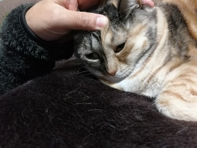 f:id:hiraryo0201:20171223080707j:image f:id:hiraryo0201:20171223080707j:image