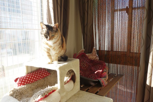 f:id:hiraryo0201:20171224113058j:plain f:id:hiraryo0201:20171224113058j:plain