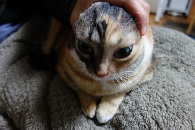 f:id:hiraryo0201:20171224133005j:plain f:id:hiraryo0201:20171224133005j:plain