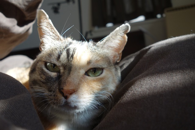 f:id:hiraryo0201:20171224133248j:plain f:id:hiraryo0201:20171224133248j:plain