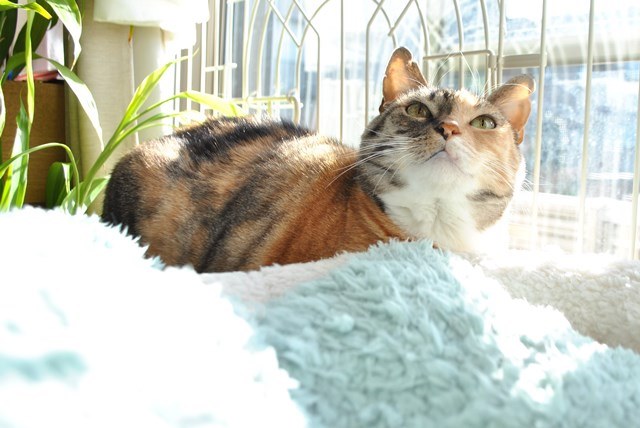 f:id:hiraryo0201:20171224133715j:plain