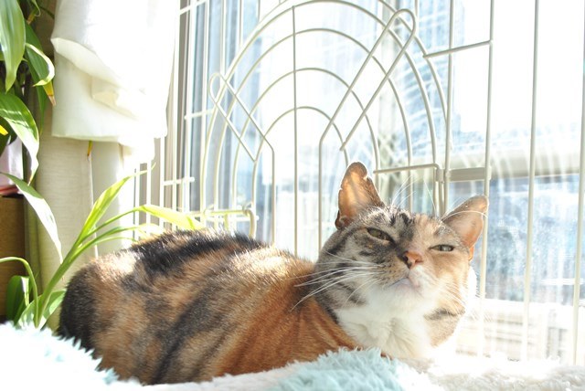 f:id:hiraryo0201:20171224133722j:plain