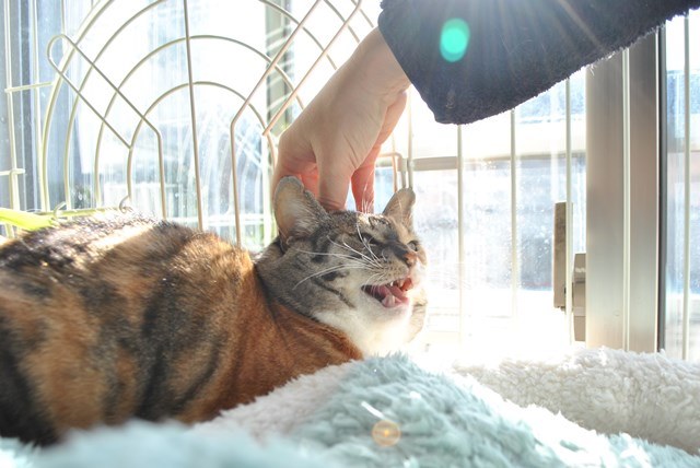 f:id:hiraryo0201:20171224133729j:plain