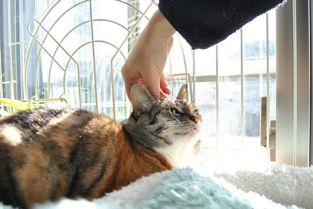 f:id:hiraryo0201:20171224133734j:plain